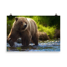 Bear poster