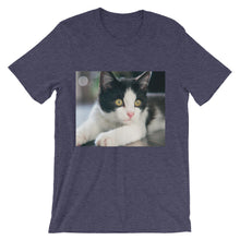 Kitten t-shirt