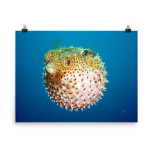 Puffer poster