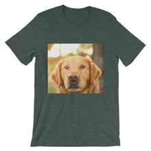 Dog t-shirt