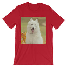 Dog t-shirt