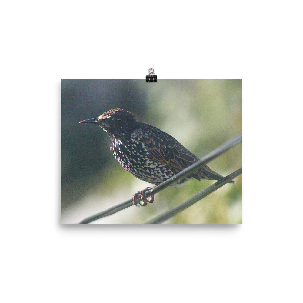 Starling poster