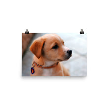 Puppy poster