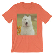 Dog t-shirt