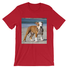 Dog t-shirt