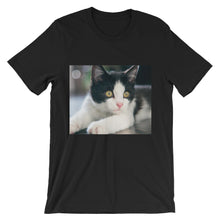 Kitten t-shirt