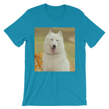 Dog t-shirt