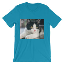 Kitten t-shirt