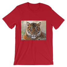 Tiger t-shirt
