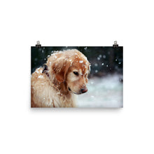 Snow Dog poster