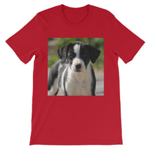 Dog t-shirt