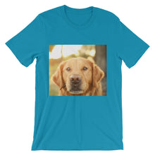 Dog t-shirt