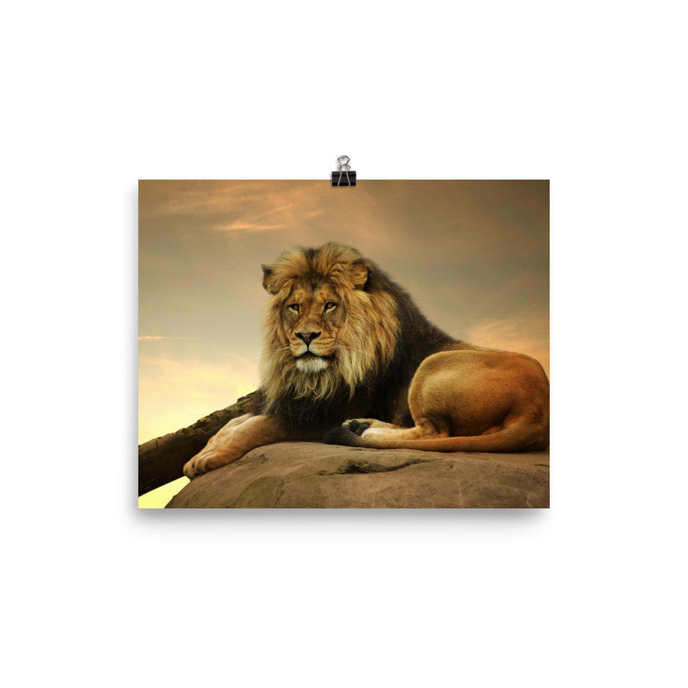 Lion poster