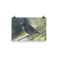 Starling poster