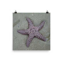 Starfish poster