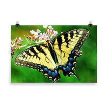Butterfly poster
