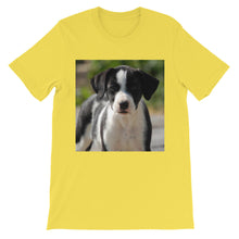 Dog t-shirt
