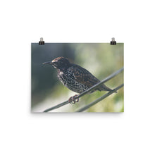Starling poster