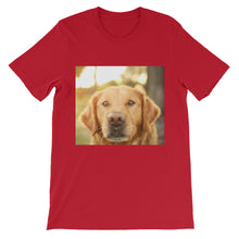 Dog t-shirt
