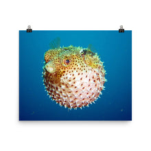 Puffer poster