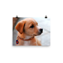 Puppy poster
