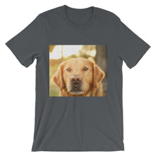 Dog t-shirt