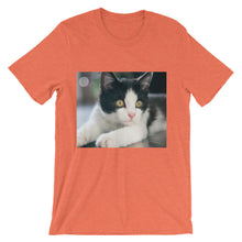 Kitten t-shirt