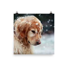 Snow Dog poster