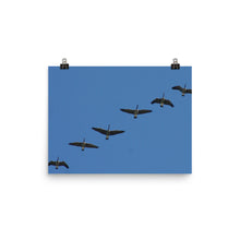 Canada Geese poster