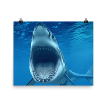 Shark poster