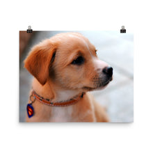 Puppy poster