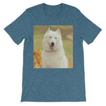 Dog t-shirt