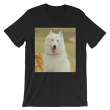 Dog t-shirt