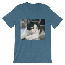 Kitten t-shirt