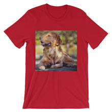 Dog t-shirt