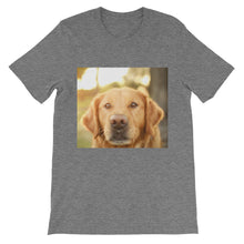 Dog t-shirt