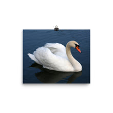 Swan poster