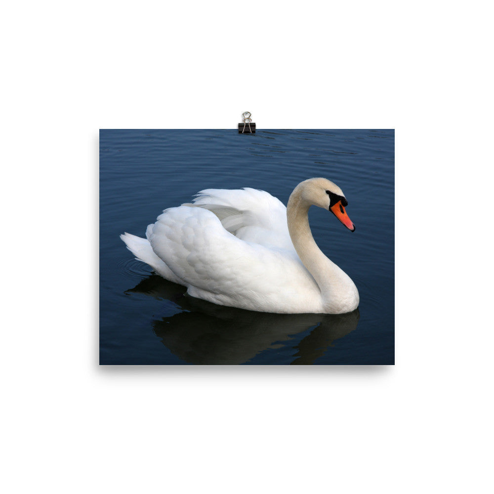 Swan poster
