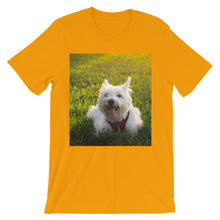 Dog t-shirt