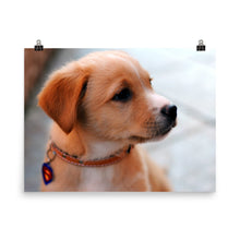 Puppy poster