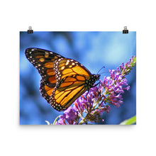 Butterfly poster