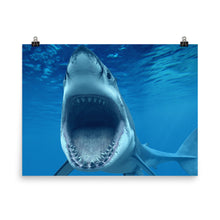 Shark poster
