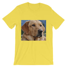 Dog t-shirt
