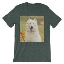 Dog t-shirt