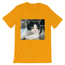 Kitten t-shirt