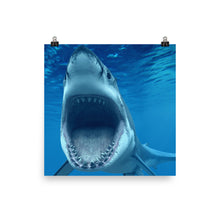 Shark poster