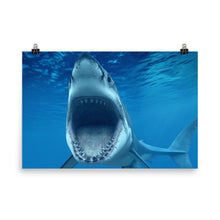 Shark poster