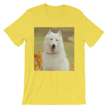 Dog t-shirt