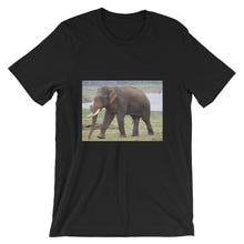 Endangered Species t-shirt