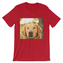 Dog t-shirt